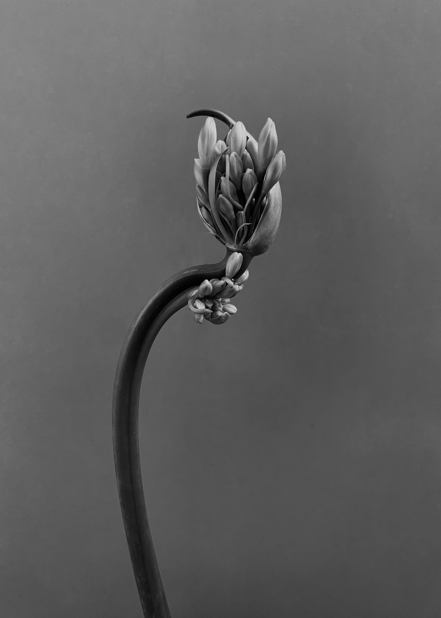 Blossom 1, 2025