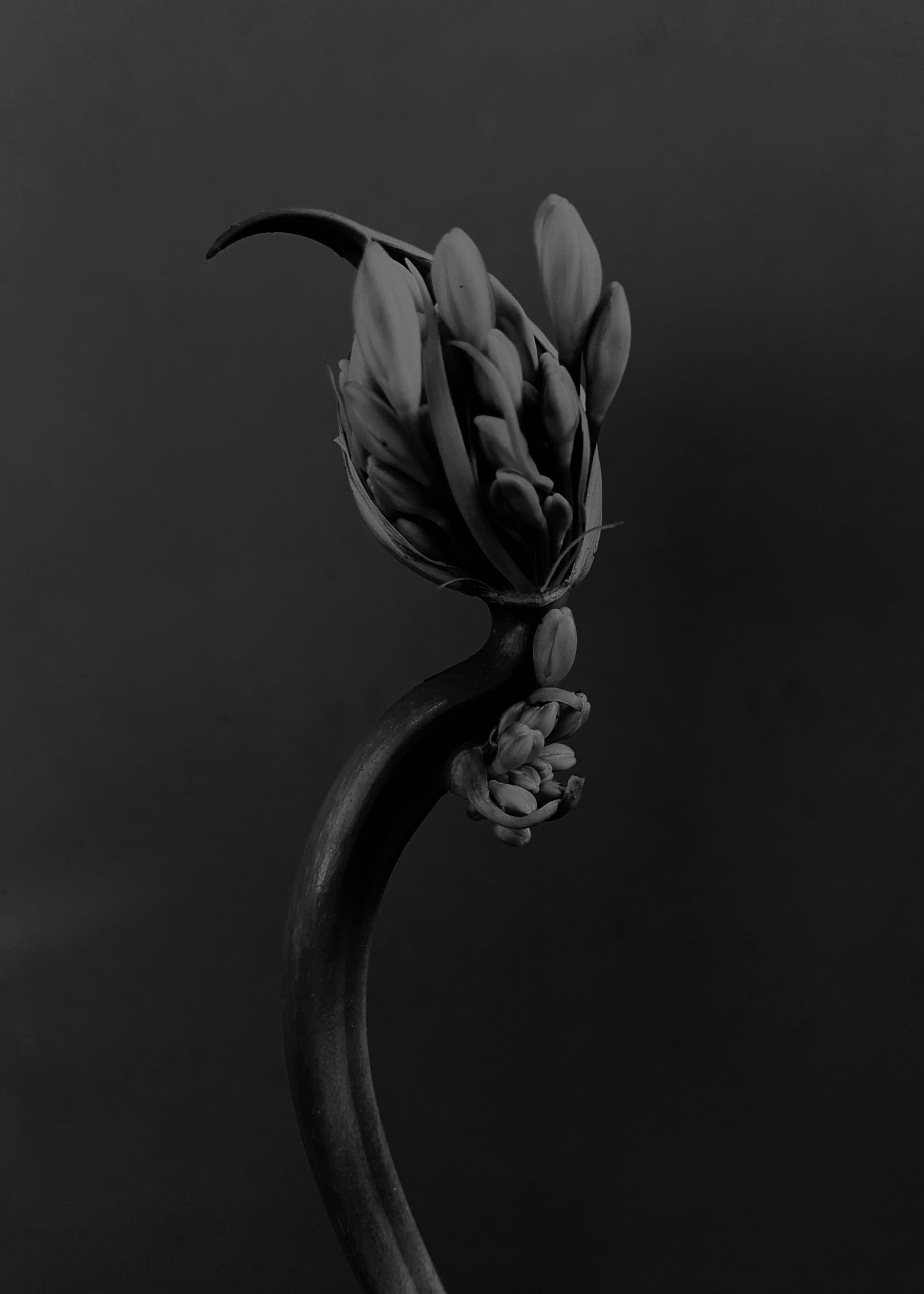 Blossom 2, 2025