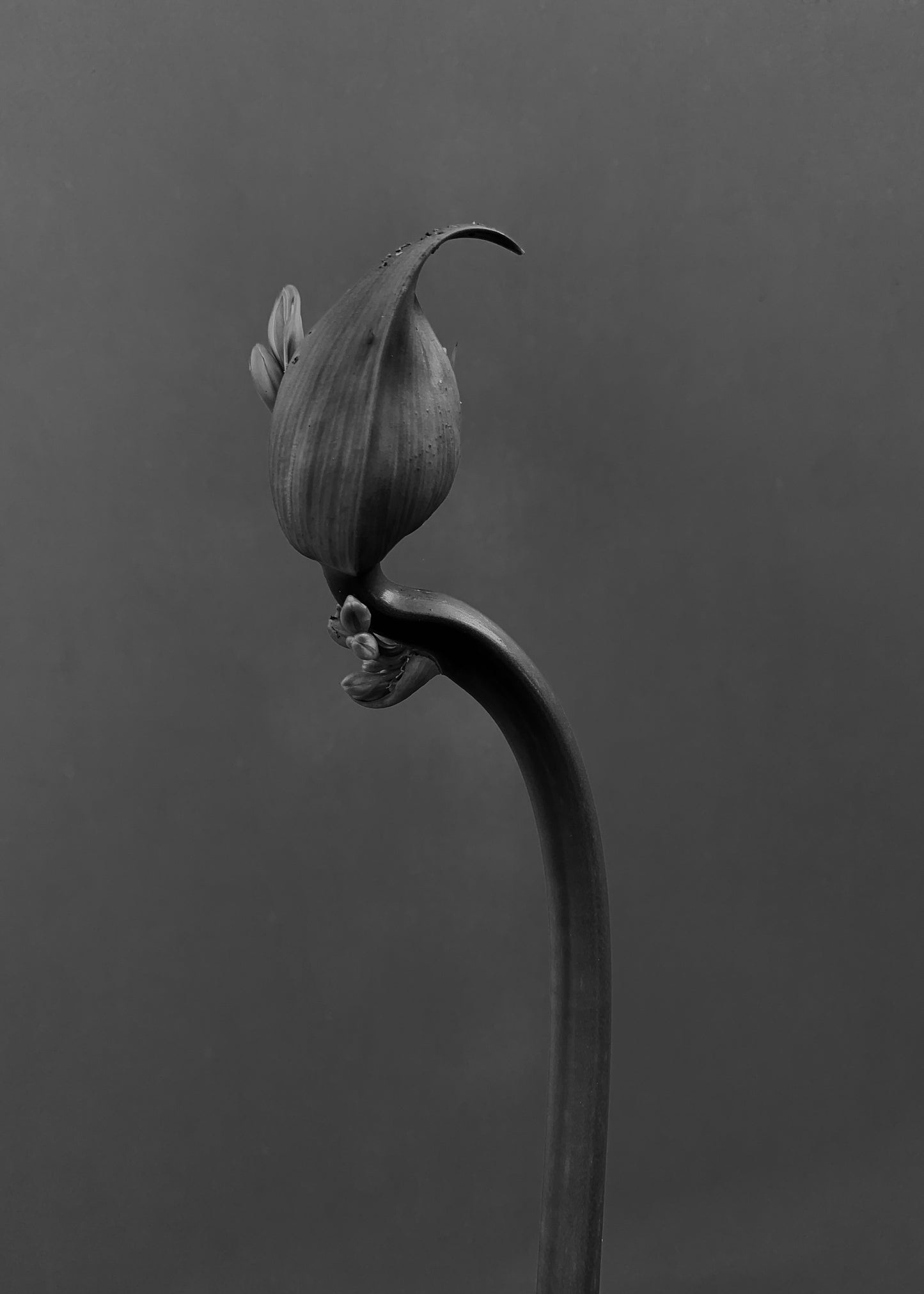Blossom 3, 2025